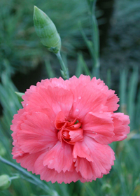 Dianthus plumarius 'Danielle'                     